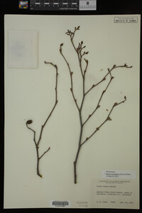 Image Associated With the Occurrence