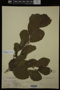 Image Associated With the Occurrence