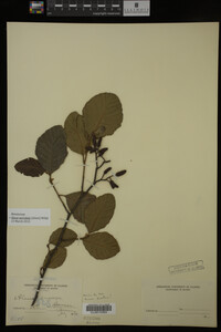 Image Associated With the Occurrence