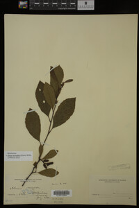 Image Associated With the Occurrence