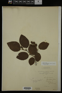 Image Associated With the Occurrence