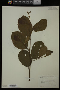 Image Associated With the Occurrence