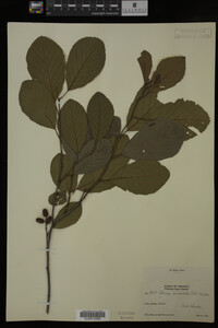 Image Associated With the Occurrence