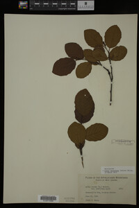 Image Associated With the Occurrence