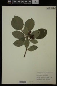 Image Associated With the Occurrence