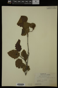 Image Associated With the Occurrence