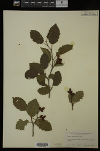 Image Associated With the Occurrence