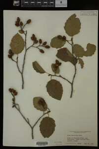 Image Associated With the Occurrence