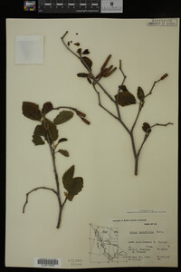 Image Associated With the Occurrence