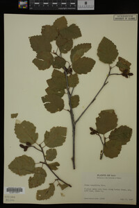 Image Associated With the Occurrence