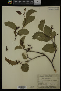 Image Associated With the Occurrence