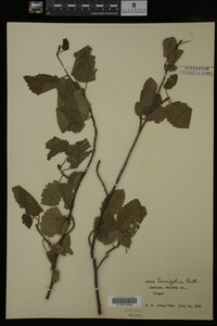 Image Associated With the Occurrence