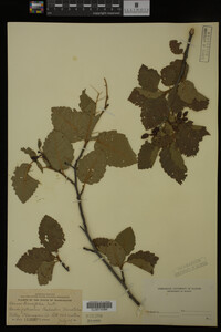 Image Associated With the Occurrence
