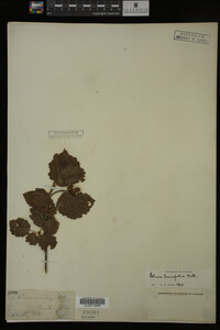 Image Associated With the Occurrence