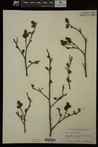 Image Associated With the Occurrence
