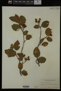 Image Associated With the Occurrence