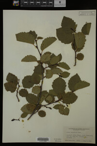 Image Associated With the Occurrence