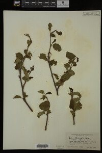 Image Associated With the Occurrence