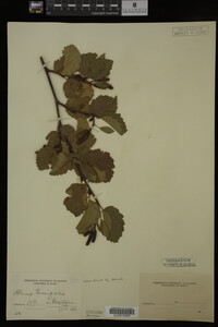 Image Associated With the Occurrence