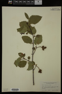 Image Associated With the Occurrence