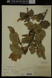 Image Associated With the Occurrence