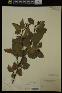 Image Associated With the Occurrence