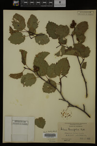 Image Associated With the Occurrence