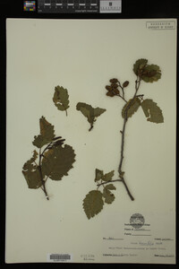 Image Associated With the Occurrence