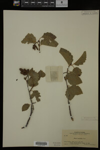 Image Associated With the Occurrence