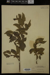 Image Associated With the Occurrence
