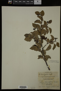 Image Associated With the Occurrence