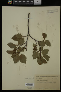 Image Associated With the Occurrence