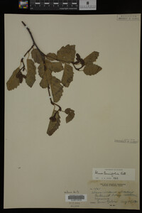 Image Associated With the Occurrence