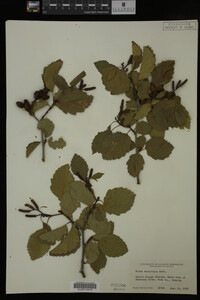 Image Associated With the Occurrence