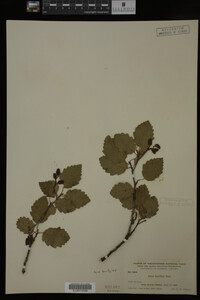 Image Associated With the Occurrence