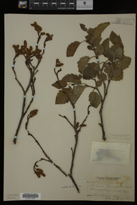 Image Associated With the Occurrence
