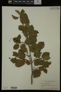 Image Associated With the Occurrence