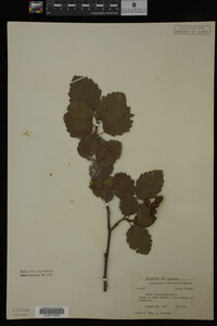 Image Associated With the Occurrence