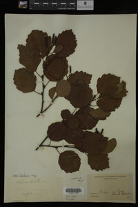 Image Associated With the Occurrence