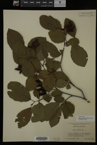 Image Associated With the Occurrence