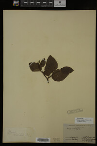 Image Associated With the Occurrence