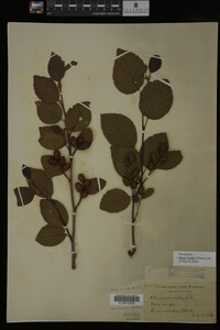 Image Associated With the Occurrence