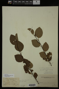 Image Associated With the Occurrence