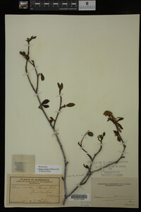 Image Associated With the Occurrence