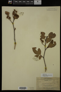 Image Associated With the Occurrence