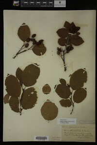 Image Associated With the Occurrence