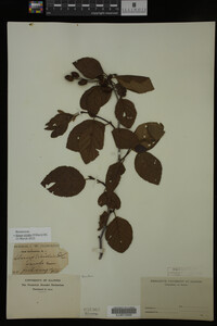 Image Associated With the Occurrence