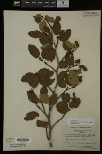 Image Associated With the Occurrence