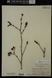 Image Associated With the Occurrence