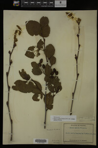 Image Associated With the Occurrence